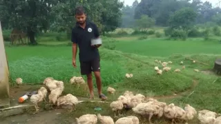 मुर्गीपालन करते असीम होरो। फोटो जागरण