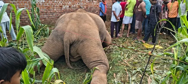Elephant Death 1