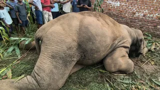 हाथी की मौत। फोटो जागरण