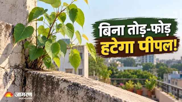 दीवार से पीपल उखाड़ने के बाद भी बार-बार उग आता है? इन 3 तरीकों से सुखाएं जड़ें, नहीं करनी पड़ेगी तोड़-फोड़