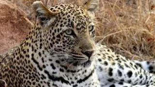 Bhagalpur Champanagar Leopard Sighting: नाथनगर के चंपानगर में दीवार पर बैठा दिखा चीता, म.वि. मसकन बरारीपुर के पास दहशत; पुलिस-वन विभाग अलर्ट