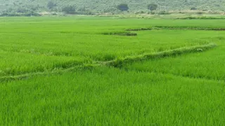 Munger Fertilizer Black Marketing: धरहरा में 266 रुपये की खाद बोरी 360 में बेचने का आरोप, खजुरिया-बंगालवा कृषि केंद्रों पर उठे सवाल