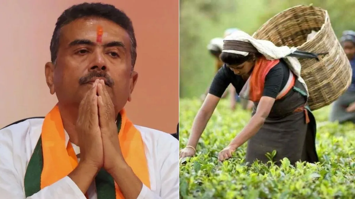 बंगाल के चाय श्रमिकों को शुभेंदु सरकार का तोहफा, मिलेगा 20 प्रतिशत बोनस -  north bengal tea workers get 20 bonus west bengal government order