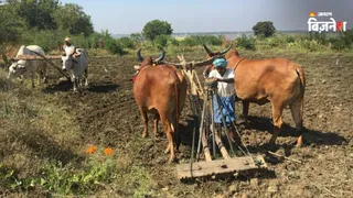 खरीफ फसलों की बुवाई का नया आंकड़ा