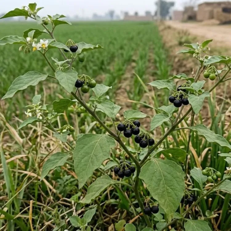 makoy plant
