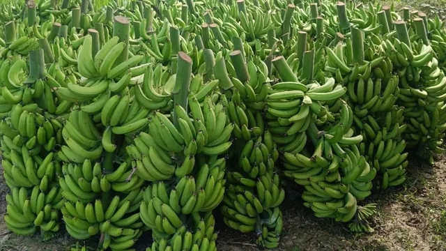 Banana Price Drop: भादो शुरू होते ही गिरा केले का भाव, कटिहार में किसानों की बढ़ी चिंता

