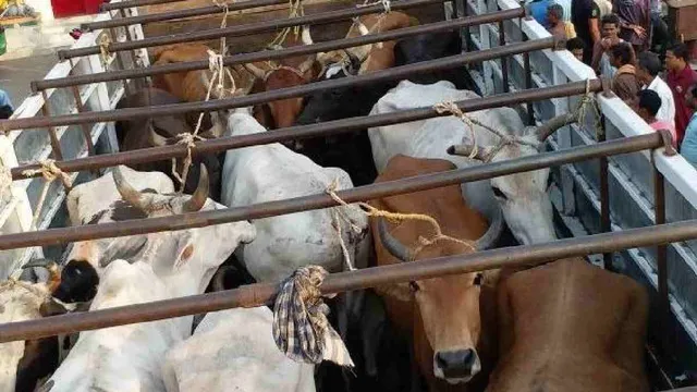 मोगा में सड़क किनारे खड़े कैंटर से मिलीं 15 गायें, दम घुटने से 2 की मौत; पूर्व सरपंच की सतर्कता से खुला मामला


