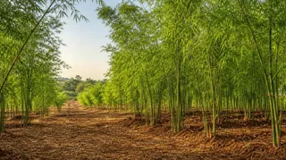 जिले में कुल 32 हेक्टेयर क्षेत्र में बांस के पौधे लगाए जाएंगे, जिस पर सरकार 8 लाख 64 हजार रुपये की राशि खर्च करेगी।