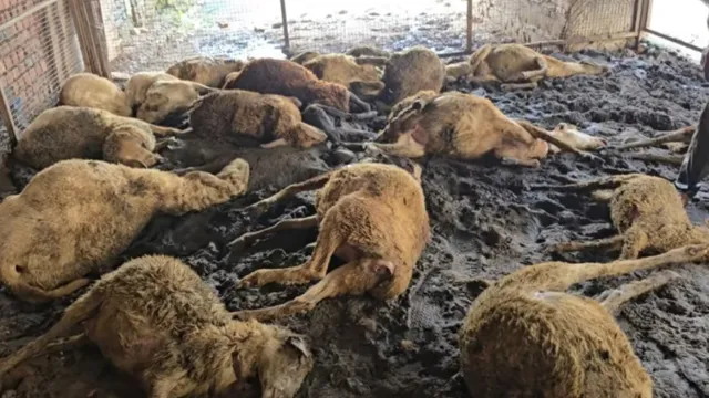 देहरादून में बाड़े में घुसे खूंखार कुत्ते, 33 भेड़ों को नोचकर मार डाला
