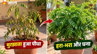 सर्दियों से पहले कढ़ी पत्ते के पौधे को तेजी से घना करने के लिए क्या करें? (Image Source: AI-Generated)