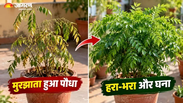 सर्दियों से पहले कढ़ी पत्ते में करें ये 3 जरूरी काम, बरगद की तरह घना होगा आपका पौधा