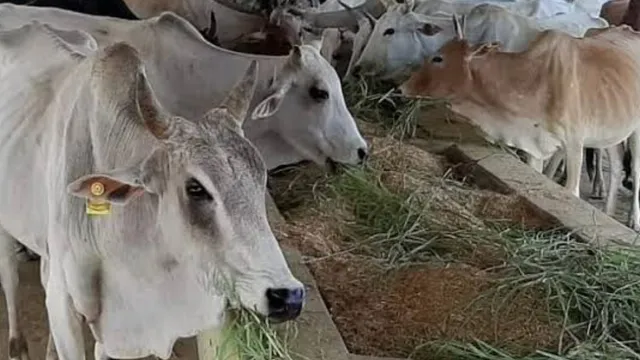 दो पशुओं की मौत, अब और बीमार, जम्मू के सीमांत गांव में रहस्यमयी बीमारी का खतरा! किसानों में दहशत
