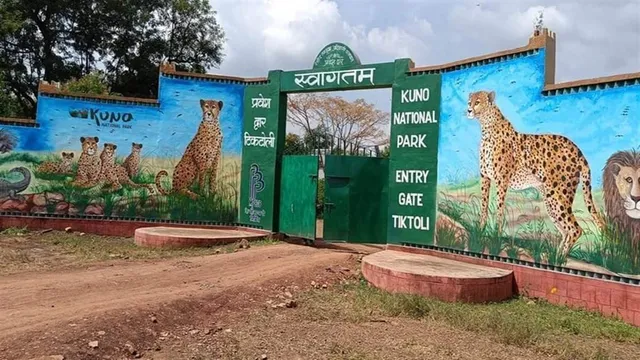 कूनो अभयारण्य में चीतों की दिन-रात निगरानी, लेकिन 20 माह से नहीं मिला भत्ता; वनकर्मियों में बढ़ा असंतोष