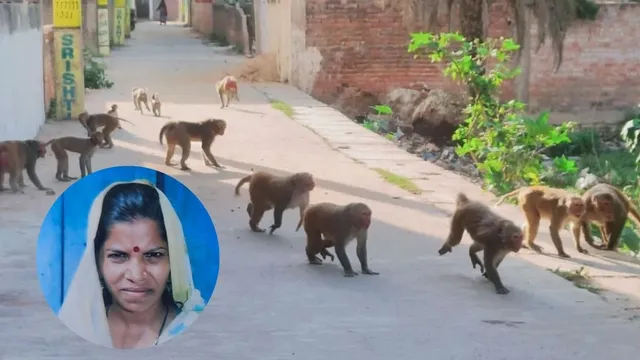 अलीगढ़ में बंदरों के आतंक से महिला की मौत, छत से गिरने पर गई जान