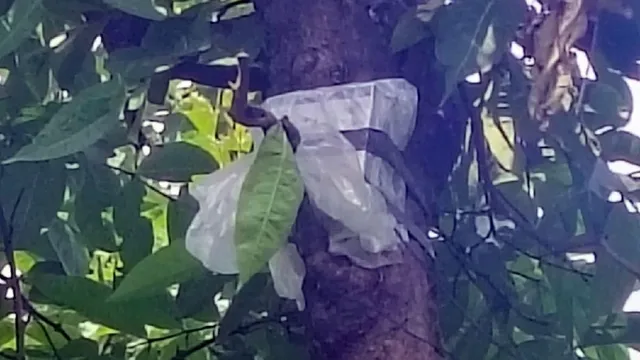 हल्द्वानी के जंगलों में अब एआई तकनीक से होगी 24 घंटे पहरेदारी, पढ़ें कैसे लगेगी अवैध शिकार और वृक्षों के कटान रोक
