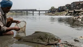 वाराणसी में जहरीले रासायनिक कचरे से मछलियों के डीएनए और मेटाबॉलिज्म को नुकसान।