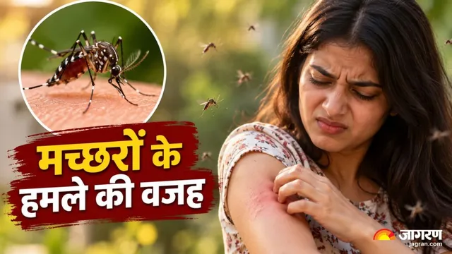 मच्छर सबको नहीं काटते! हजारों की भीड़ में आपको ही क्यों बनाते हैं निशाना, वैज्ञानिकों ने दिया है जवाब