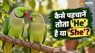 कैसे पता करें तोते का जेंडर? (Image Source: AI-Generated)
