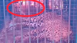 बिजनौर में पिंजरे में कैद गुलदार व उसके पीछे पिंजरे में बांधा गया कुत्ता। सौ. विभाग