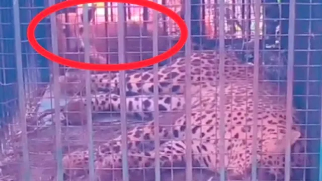पिंजरे में गुलदार के साथ कैद होने पर राेने लगा कुत्ता, लेकिन बच गई उसकी जान 
