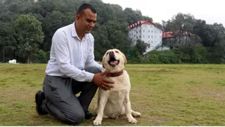 हिमाचल पुलिस ने लैब्राडोर डोरा को रिटायर्ड कर दिया है।
