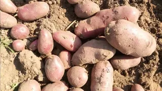 लेडी रोसेटा किस्म के आलू। (जागरण)