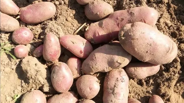 लेडी रोसेटा आलू की करें खेती, हो जाएंगे मालामाल! बिहार सरकार दे रही 75 प्रतिशत सब्सिडी
