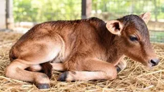 IVF से पहली बार बद्री बछिया का जन्म (प्रतीकात्मक फोटो)