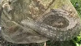 जाल में फंसा 6 फीट लंबा घड़ियाल