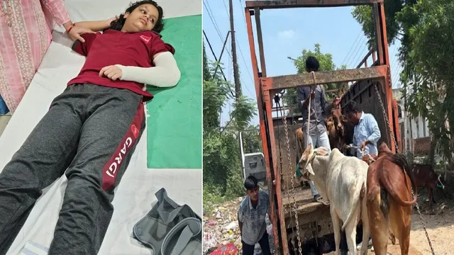मेरठ में जान के दुश्मन बने बेसहारा गोवंशी, सांड़ों की लड़ाई में फंसी छात्रा और पिता घायल, इसके बाद जागा नगर निगम
