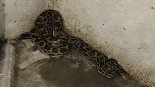 वाराणसी के रमईपट्टी में घर में घुसा अजगर, ग्रामीणों ने पकड़ा और तालाब में छोड़ा।