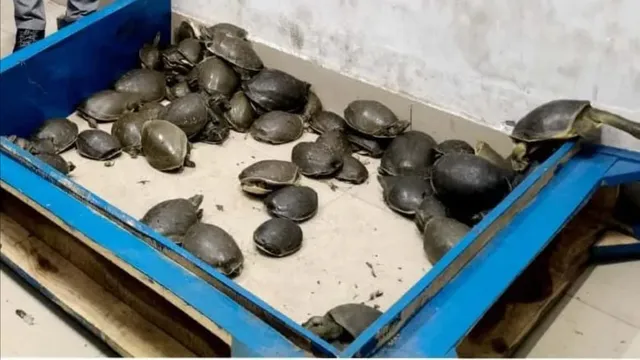 पहले रांची में स्टेशन से मिले थे दुर्लभ सांप, अब धनबाद में दून एक्सप्रेस से विशेष प्रजाति के 78 कछुए जब्त
