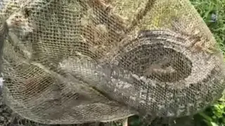 जाल में फंसा घड़ियाल। फोटो जागरण