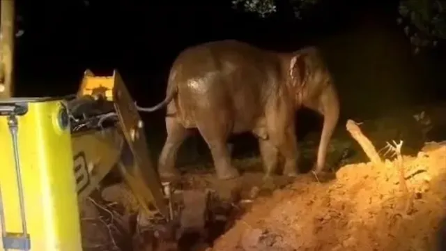झारखंड के तोरपा में रोमांचक रेस्क्यू: कुएं में गिरा हाथी का बच्चा, आक्रामक मादा हाथियों के बीच वन विभाग ने बचाई जान
