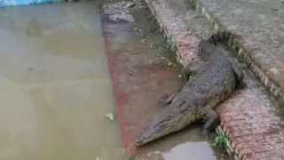 प्रतापगढ़ में कालाकांकर गंगा घाट की सीढियों पर बैठा मगरमच्छ। सौ. श्रद्धालु