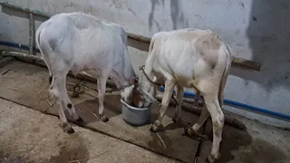 धनबाद में पशुओं में तेजी से फैल रही लंपी बीमारी। (प्रतीकात्मक फोटो)
