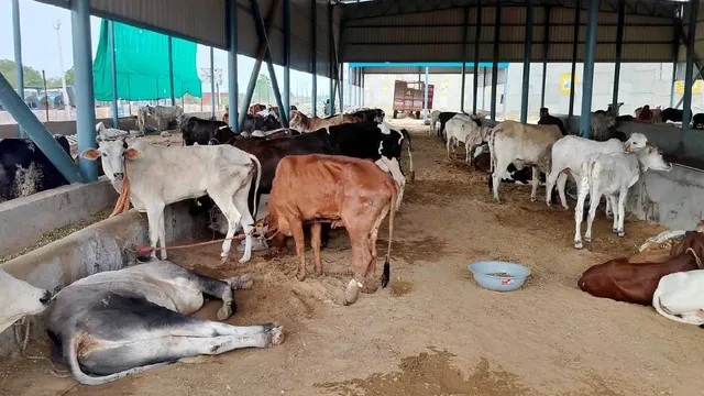 हरियाणा में लम्पी वायरस का प्रकोप, 150 से अधिक गायों की मौत
