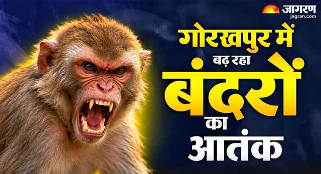 मुफ्त के भोजन ने बदला बंदरों का मिजाज, गोरखपुर में इंसानी बस्तियों की ओर क्यों बढ़ रहा आतंक?