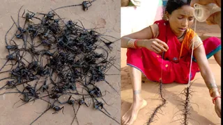 ग्रामीणों द्वारा एकत्रित किए गए साल बोरर कीट एवं कीटों की माला बनाती बैगा महिला।