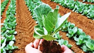 इसमें प्रतीकात्मक तस्वीर लगाई गई है।