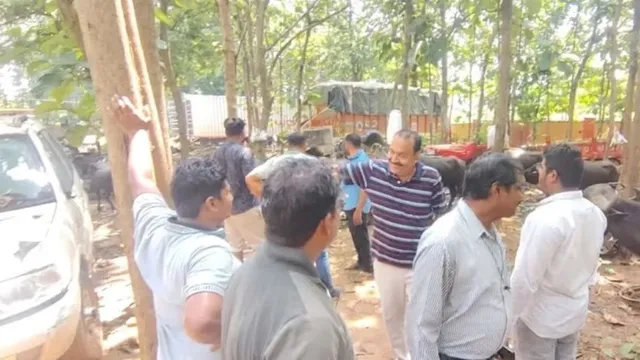 राउरकेला में पुलिस की बड़ी कार्रवाई, आधी रात को ट्रक से 33 भैंसें कराईं मुक्त; 6 तस्कर गिरफ्तार
