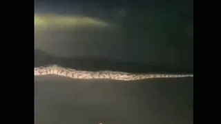 जगर तेजी से सड़क पार कर पास के एक बगीचे की झाड़ियों में ओझल हो गया।