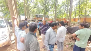 तलाशी लेने पर वाहन में क्रूरतापूर्ण तरीके से ठूंस-ठूंस कर भरी गईं 33 भैंसें पाई गईं।