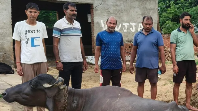 बागपत में रेबीज से भैंस की मौत... दिल्ली तक थी इसके दूध की सप्लाई, डॉक्‍टर बोले- दूध पीने वाले लगवाएं ARV
