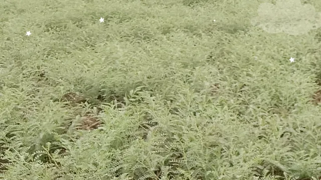 टाल में सिर्फ दाल नहीं उगेगी, कारोबार भी पकेगा; लखीसराय समेत बिहार 10 जिलों में दाल मिलों पर 25 लाख तक अनुदान