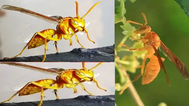 गिरिडीह के गावां में जंगली बिरनियों का आतंक, पखवारेभर में तीन लोगों की मौत
