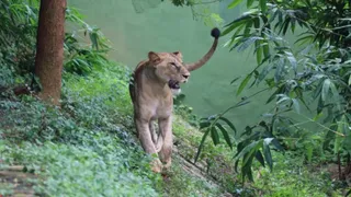 माया शेरनी। फाइल फोटो