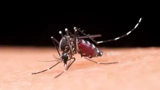 बंगाल में डेंगू का कहर जारी (सांकेतिक तस्वीर)