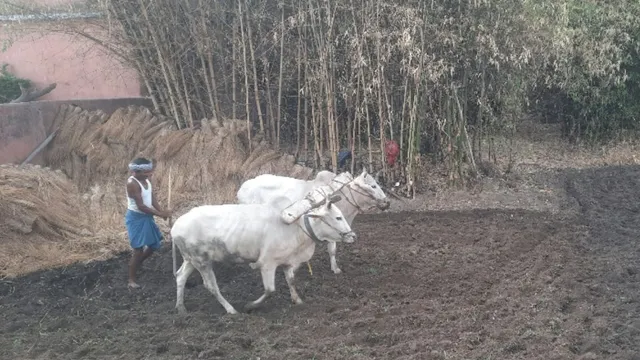 सरकारी दफ्तरों की तरह बैलों को भी मिलती है संडे की छुट्टी; किसान नहीं कराते काम, नवादा की 80 साल पुरानी परंपरा
