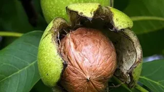 कश्मीर में 7 मौतों के बाद पुराने पेड़ों को हटाने की मांग तेज। (फाइल फोटो)